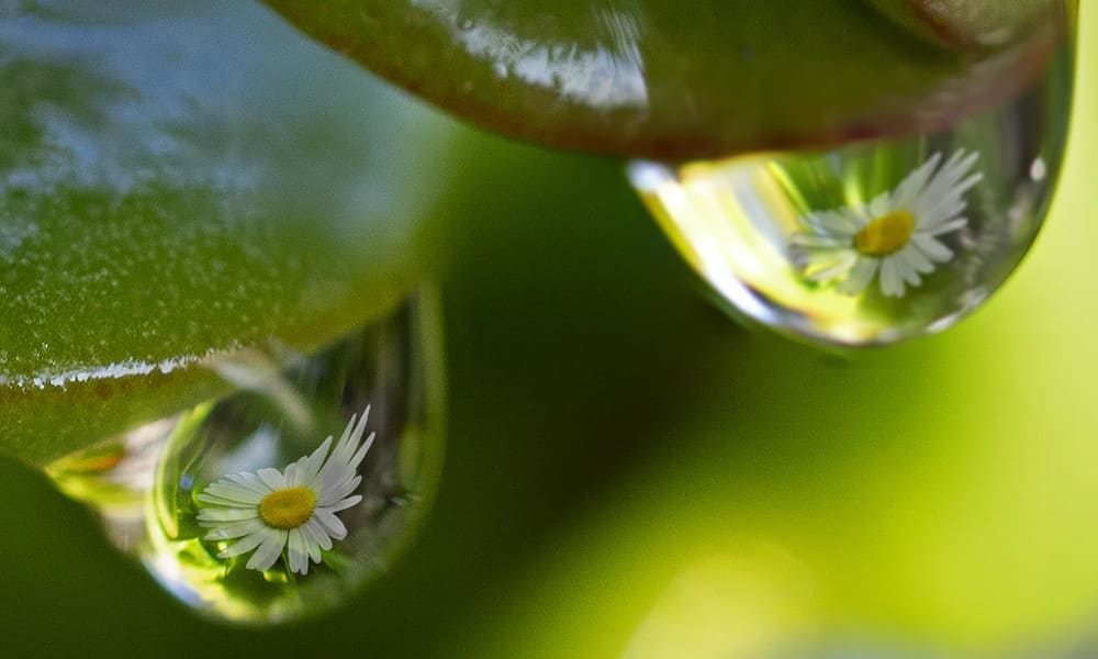gota agua humedal